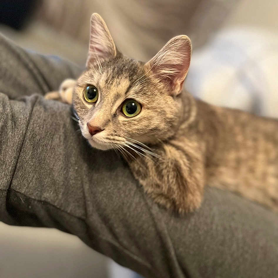 Sweetie