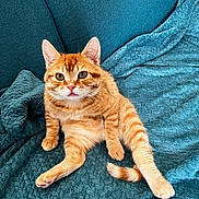 Pumba participe au concours pour gagner de l'argent avec cette photo : cat, orange_tabby, pet, feline, sitting, blanket, couch, indoor, fur, whiskers, ears, tail, cute, animal, domestic, relaxed, looking_at_camera, teal, texture, cozy