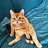 cat, orange_tabby, pet, feline, sitting, blanket, couch, indoor, fur, whiskers, ears, tail, cute, animal, domestic, relaxed, looking_at_camera, teal, texture, cozy