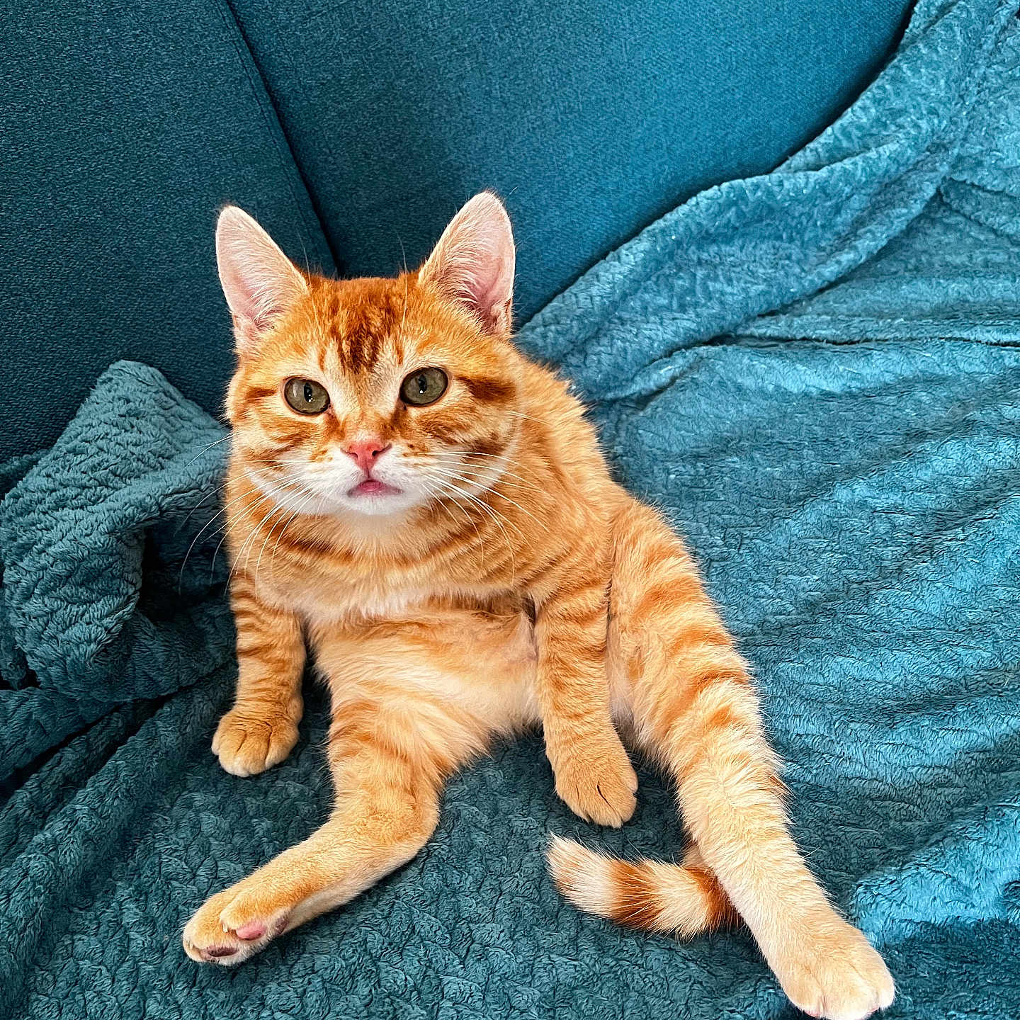 Pumba