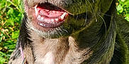 Lainey joined the competition — help win amazing prizes! dog, brindle_coat, collar, outdoor, grass, sunlight, pet, animal, happy, smiling, closeup, muzzle, ears, tongue, canine, fur, nature, tag, cheerful, daylight