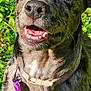 dog, brindle_coat, collar, outdoor, grass, sunlight, pet, animal, happy, smiling, closeup, muzzle, ears, tongue, canine, fur, nature, tag, cheerful, daylight