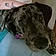 Lainey