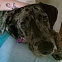 Lainey is registered to the contest to win money with this photo: dog, brindle, close_up, resting, indoor, collar, tag, purple, tattoo, arm, furniture, blue, face, pet, canine, eyes, snout, lying_down, domestic_animal, cozy