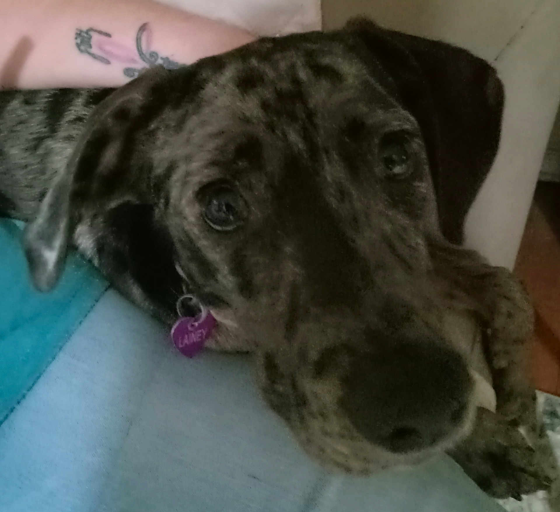 Lainey is registered to the contest to win money with this photo: dog, brindle, close_up, resting, indoor, collar, tag, purple, tattoo, arm, furniture, blue, face, pet, canine, eyes, snout, lying_down, domestic_animal, cozy