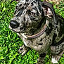 Lainey joined the competition — help win amazing prizes! dog, puppy, speckled, black_and_white, collar, grass, greenery, outdoor, pet, animal, ears, fur, snout, sitting, cute, nature, young, alert, closeup, portrait