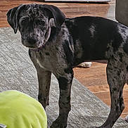 Lainey is registered to the contest to win money with this photo: dog, puppy, indoor, carpet, wood_floor, toy, furniture, pet, animal, curious, standing, merle_coat, young, domestic, home, looking, ears, tail, four_legs, floor