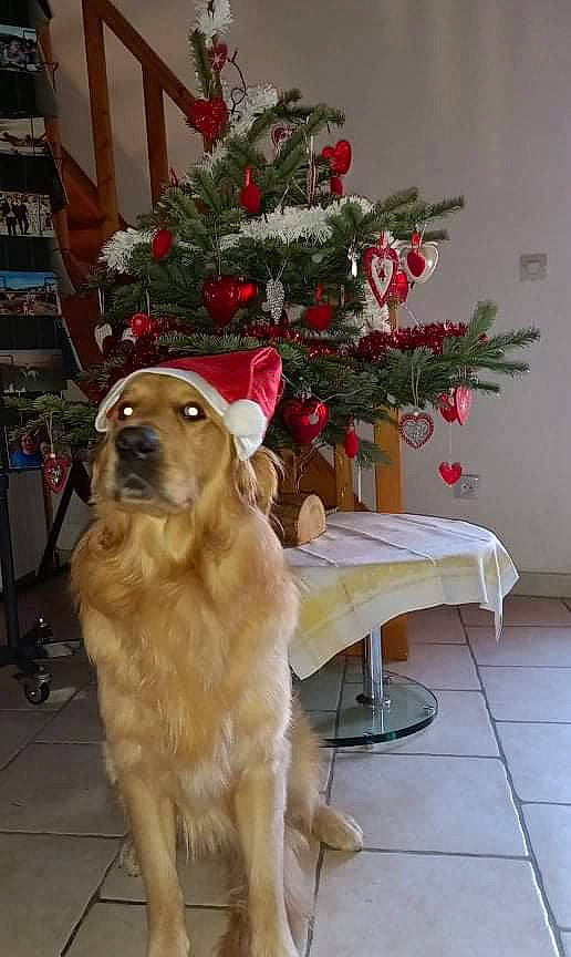 Pilou participe au concours pour gagner de l'argent avec cette photo : canidae, carnivore, christmas, christmas_decoration, christmas_ornament, christmas_tree, companion_dog, dog, dog_breed, event, fawn, flooring, gun_dog, holiday, holiday_ornament, ornament, plant, snout, tree, wood