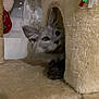 Léon a rejoint le concours — aidez-le/la à gagner de superbes lots ! kitten, cat, cat_tree, feline, pet, indoor, cozy, curious, gray, ears, paw, soft, fuzzy, holiday, stocking, curtain, peek, hideout, animal, cute