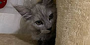 Léon a rejoint le concours — aidez-le/la à gagner de superbes lots ! cat, kitten, gray_cat, pet, indoor, cat_condo, curious, feline, fur, whiskers, playful, cozy, animal, cute, paws, ears, home, soft, resting, peek