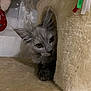 cat, kitten, gray_cat, pet, indoor, cat_condo, curious, feline, fur, whiskers, playful, cozy, animal, cute, paws, ears, home, soft, resting, peek