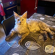 Léon a rejoint le concours — aidez-le/la à gagner de superbes lots ! kitten, cat, gray, fluffy, table, tablecloth, patterned, kitchen, chair, fur, pet, indoor, feline, curious, relaxed, animal, domestic, cute, young, eyes