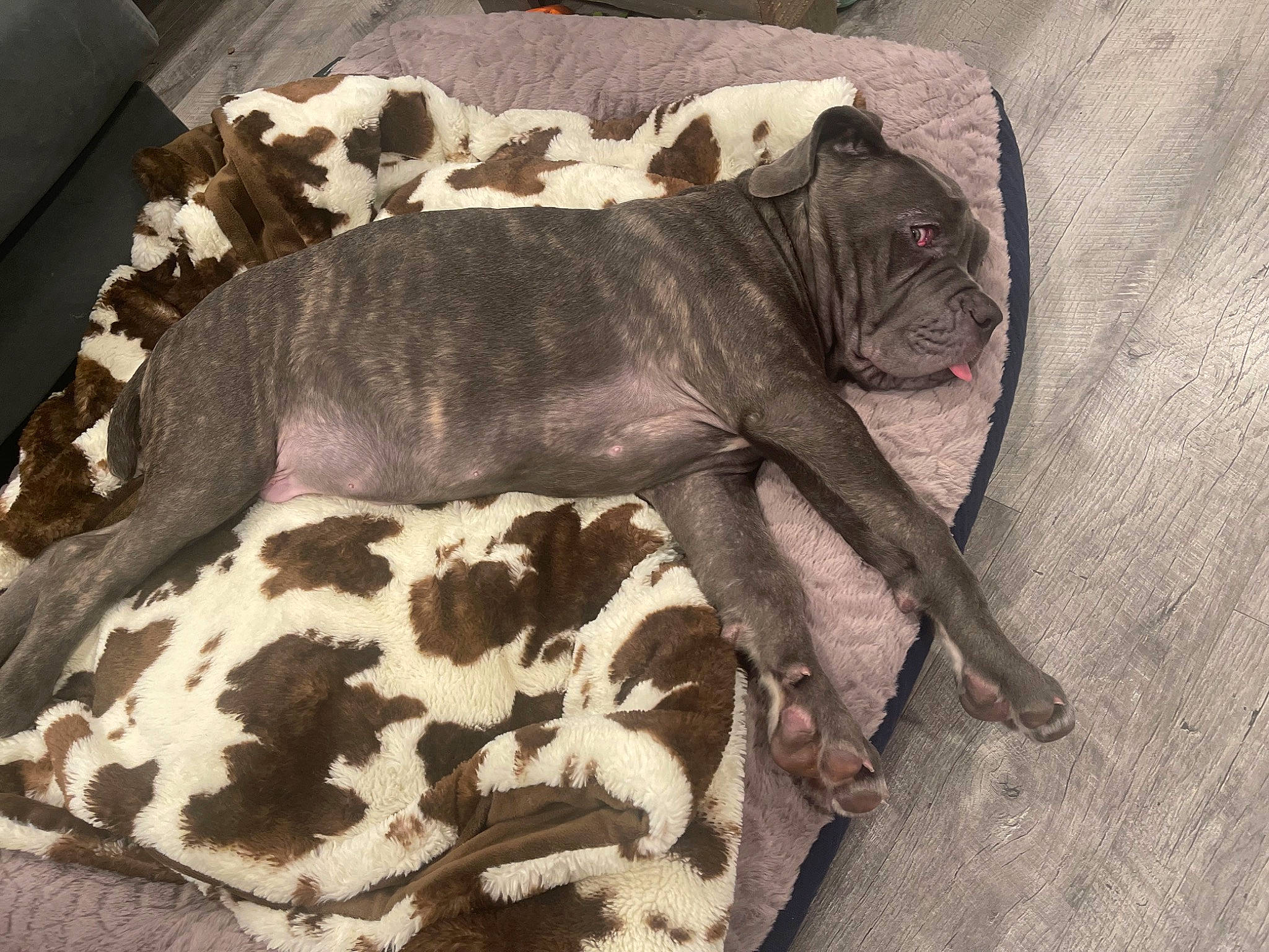 Walter joined the competition — help win amazing prizes! canidae, carnivore, comfort, companion_dog, dog, dog_breed, dog_supply, fawn, guard_dog, liver, non_sporting_group, pattern, pet_supply, snout, sporting_group, tail, terrestrial_animal, working_animal