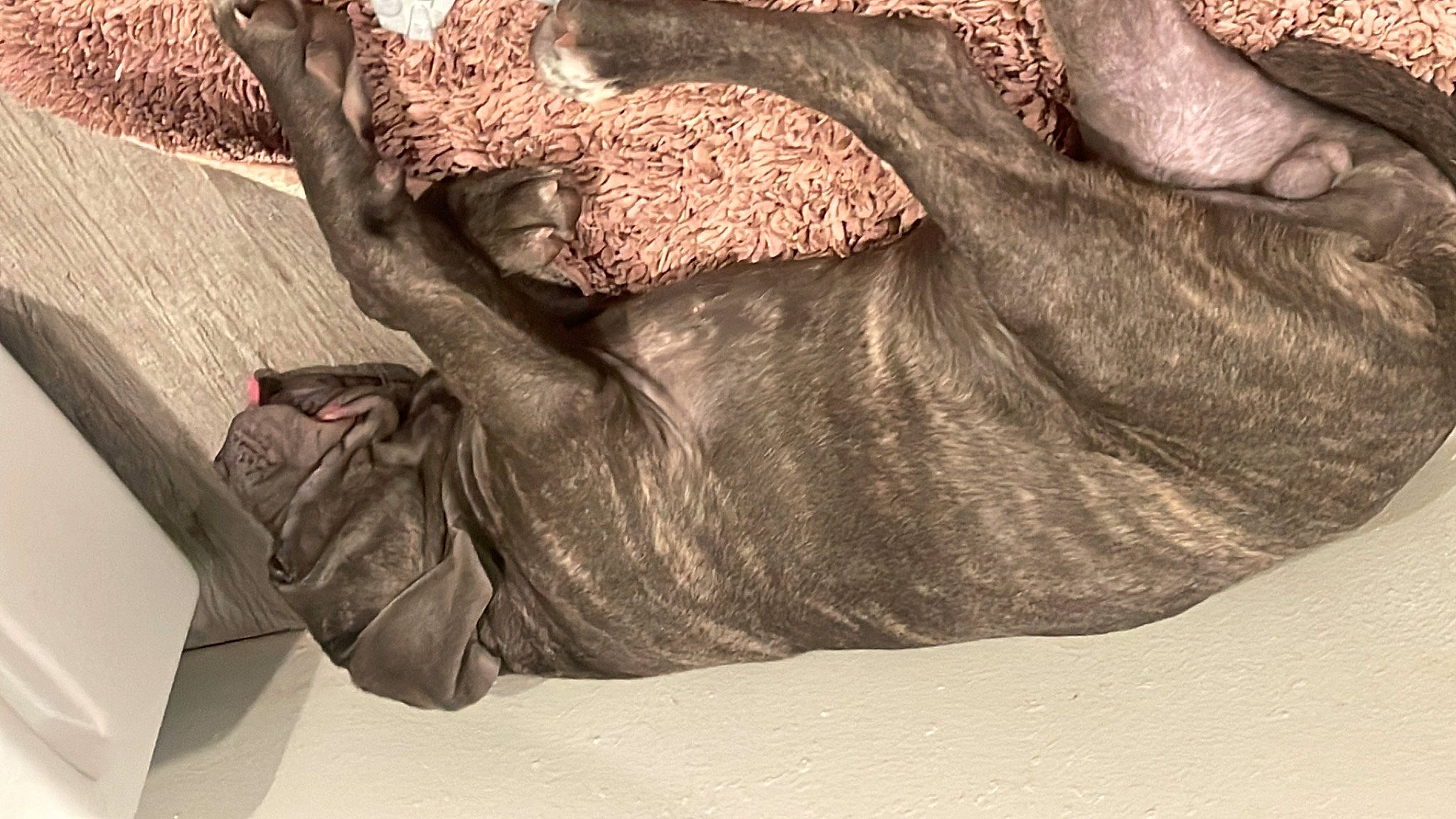 Walter is registered to the contest to win money with this photo: art, comfort, fawn, flesh, foot, fur, gesture, grey, human_body, human_leg, snout, tail, terrestrial_animal, tree, trunk, visual_arts, wildlife, wood, working_animal, wrinkle