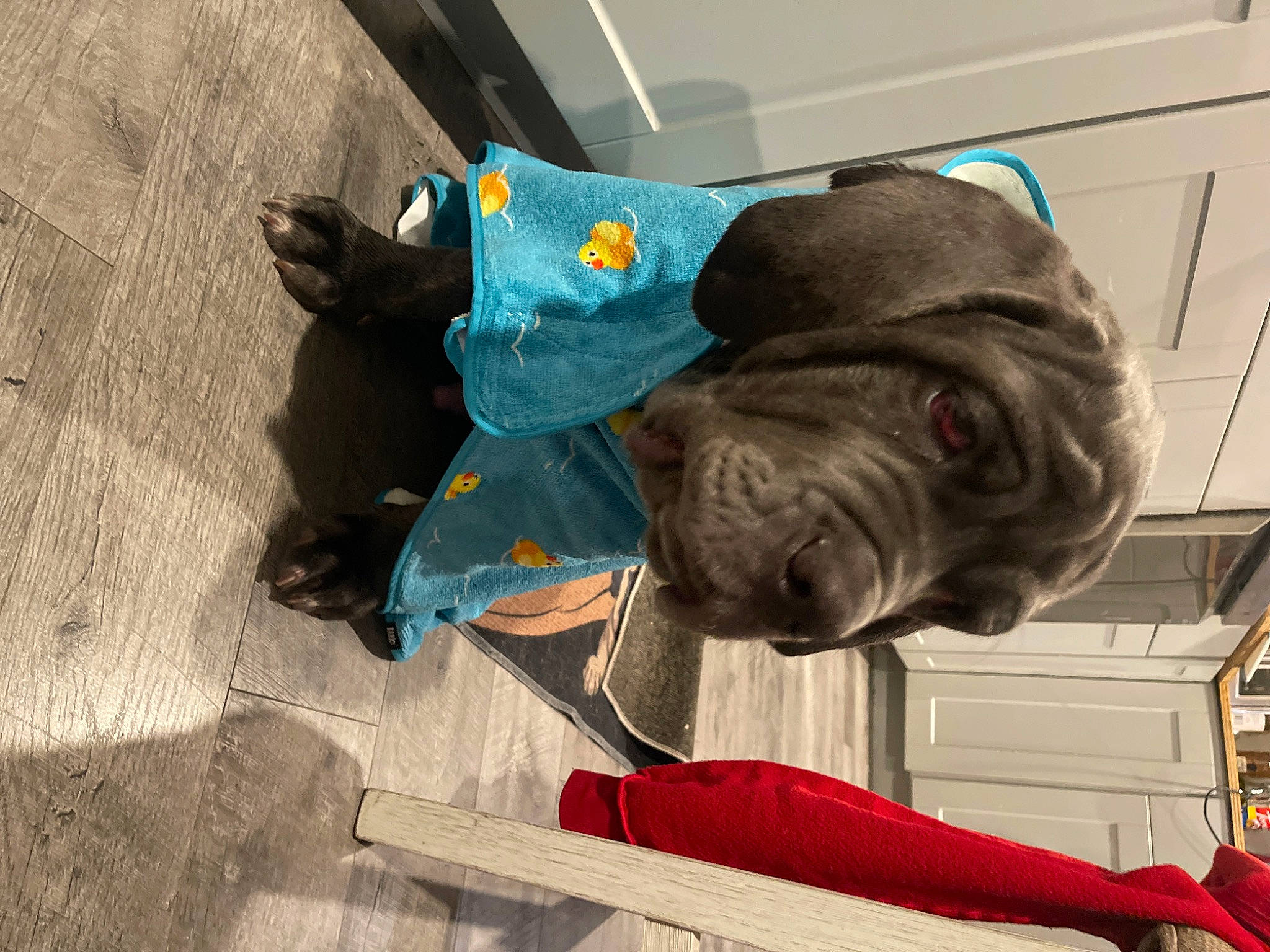 Walter is registered to the contest to win money with this photo: art, carmine, costume, dog_breed, flooring, fun, fur, personal_protective_equipment, sculpture, sporting_group, vertebrate, visual_arts, wood