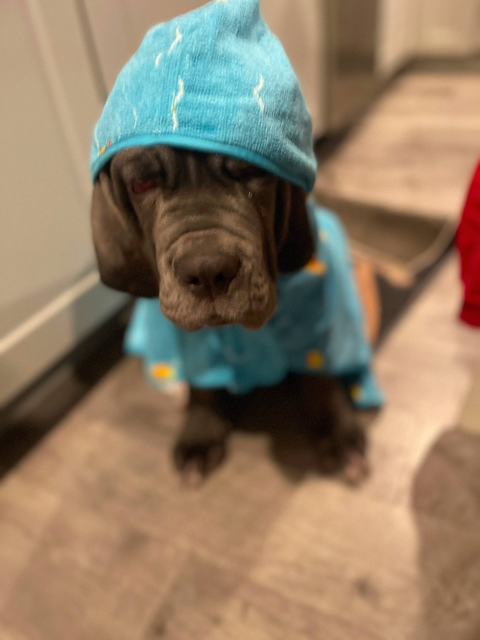 Walter joined the competition — help win amazing prizes! art, canidae, cap, carnivore, companion_dog, dog, dog_breed, dog_clothes, electric_blue, fashion_accessory, fawn, flooring, headgear, personal_protective_equipment, sculpture, snout, sporting_group, wood, working_animal, wrinkle