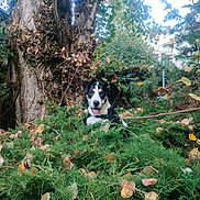 Bahia a rejoint le concours — aidez-le/la à gagner de superbes lots ! animal, autumn, black_and_white, dog, evergreen, foliage, forest, garden, greenery, happy, leaves, nature, outdoors, pet, pine, portrait, sitting, tongue_out, tree, tree_trunk