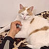 cat, pet, hand, white_cat, orange_cat, indoor, feline, resting, cozy, blanket, patterned_blanket, animal, domestic_cat, fur, relaxed, cute, mammal, comfort, home, human_hand