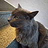 cat, gray_cat, stairs, indoor, pet, feline, fur, animal, looking_left, texture, wall, curious, closeup, side_view, whiskers, ears, portrait, domestic_cat, sitting, quiet