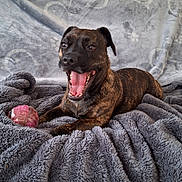 Shana a rejoint le concours — aidez-le/la à gagner de superbes lots ! dog, brindle, pet, animal, blanket, toy, indoor, cozy, fur, mouth_open, playful, smiling, lying_down, paw_prints, fabric, soft, resting, cute, companion, home
