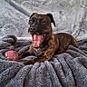 dog, brindle, pet, animal, blanket, toy, indoor, cozy, fur, mouth_open, playful, smiling, lying_down, paw_prints, fabric, soft, resting, cute, companion, home