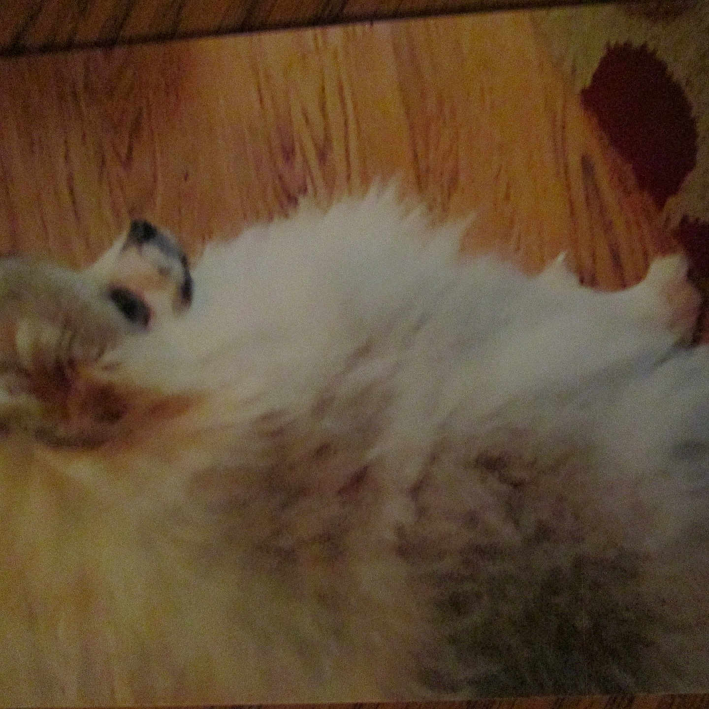 Dexter joined the competition — help win amazing prizes! animal, carpet, cat, cute, domestic, feline, fluffy, fur, home, indoor, lying_down, mammal, pattern, pet, quiet, relaxed, resting, sleeping, soft, wooden_floor