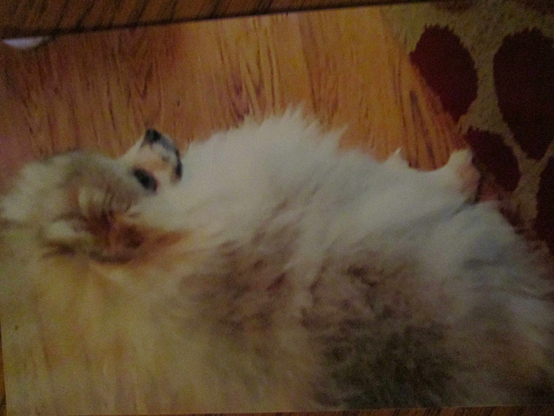 Dexter joined the competition — help win amazing prizes! cat, fluffy, lying_down, wooden_floor, indoor, pet, fur, relaxed, animal, carpet, pattern, home, sleeping, mammal, cute, domestic, feline, quiet, resting, soft