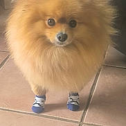 Timon a rejoint le concours — aidez-le/la à gagner de superbes lots ! dog, pomeranian, pet, socks, fluffy, fur, small_dog, portrait, cute, big_eyes, nose, paw, indoor, tile_floor, standing, looking_up, front_legs, footwear, adorable, groomed