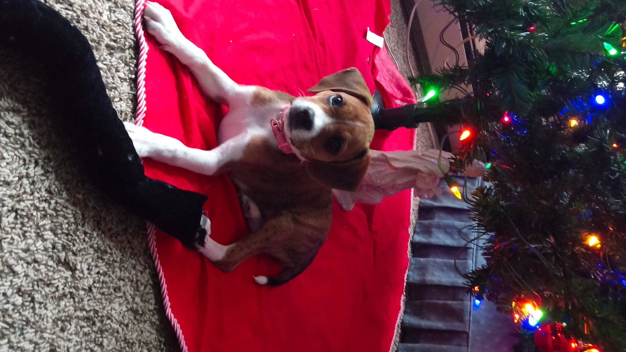 Mocha is registered to the contest to win money with this photo: carnivore, christmas, christmas_ornament, christmas_tree, companion_dog, dog, dog_breed, dog_supply, event, evergreen, fawn, fur, happy, holiday, holiday_ornament, plant, snout, sporting_group, toy, tree