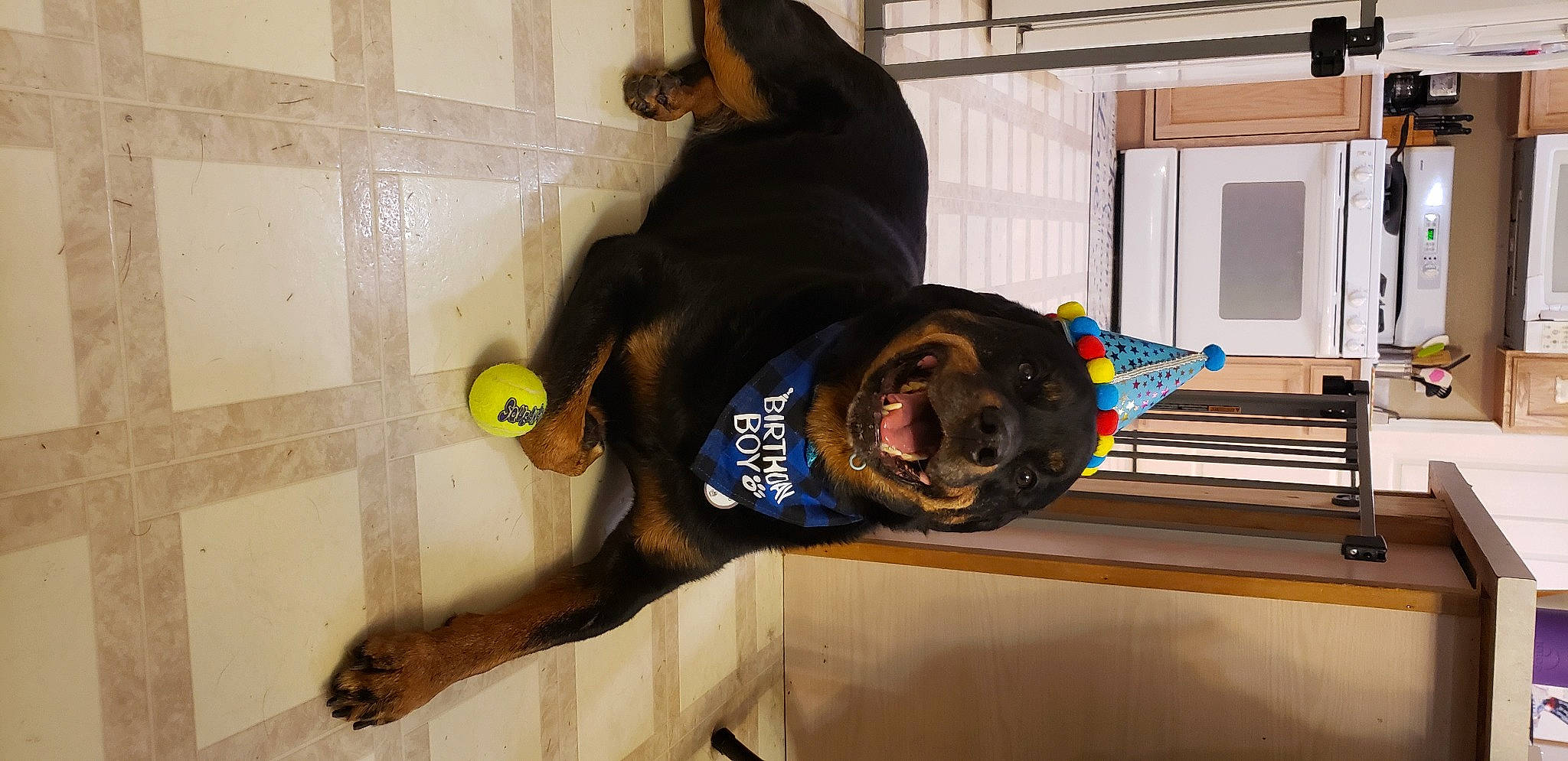 Emerson is registered to the contest to win money with this photo: costume, flooring, fun, fur, personal_protective_equipment, room, sleeve, snout, sporting_group, sports_gear, sportswear, sunglasses, t_shirt, window