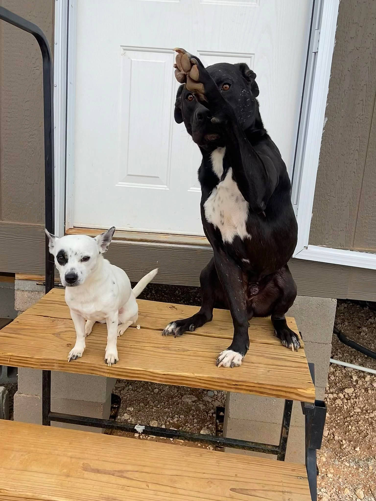 Percy joined the competition — help win amazing prizes! art, canidae, carnivore, collar, companion_dog, dog, dog_breed, dog_collar, dog_supply, door, fawn, fur, guard_dog, pet_supply, sculpture, sporting_group, table, tail, wood, working_animal