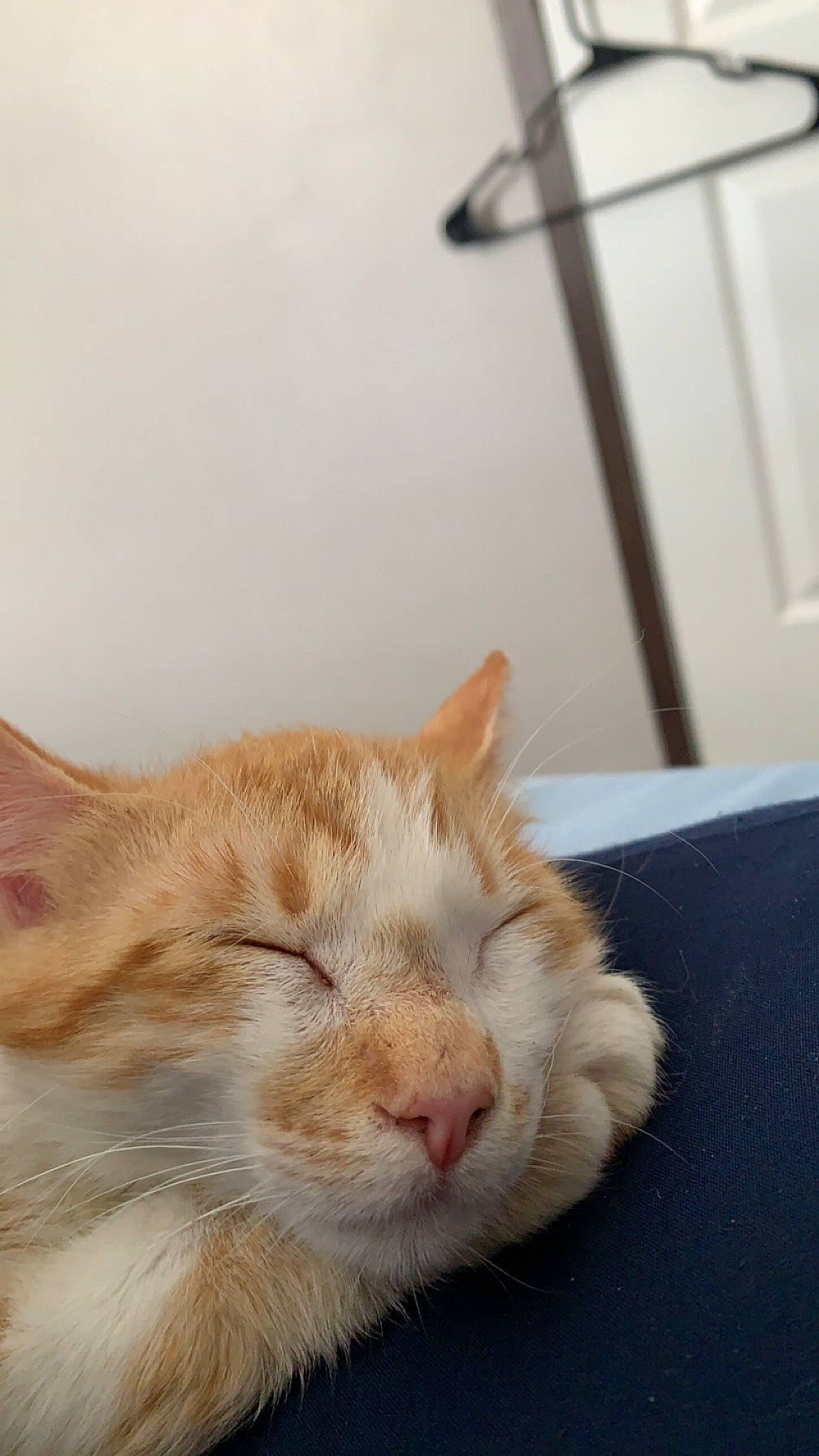 Mango joined the competition — help win amazing prizes! carnivore, cat, comfort, domestic_short_haired_cat, eye, fawn, felidae, fur, light_fixture, nap, paw, room, sleep, small_to_medium_sized_cats, snout, tail, whiskers, window, wood