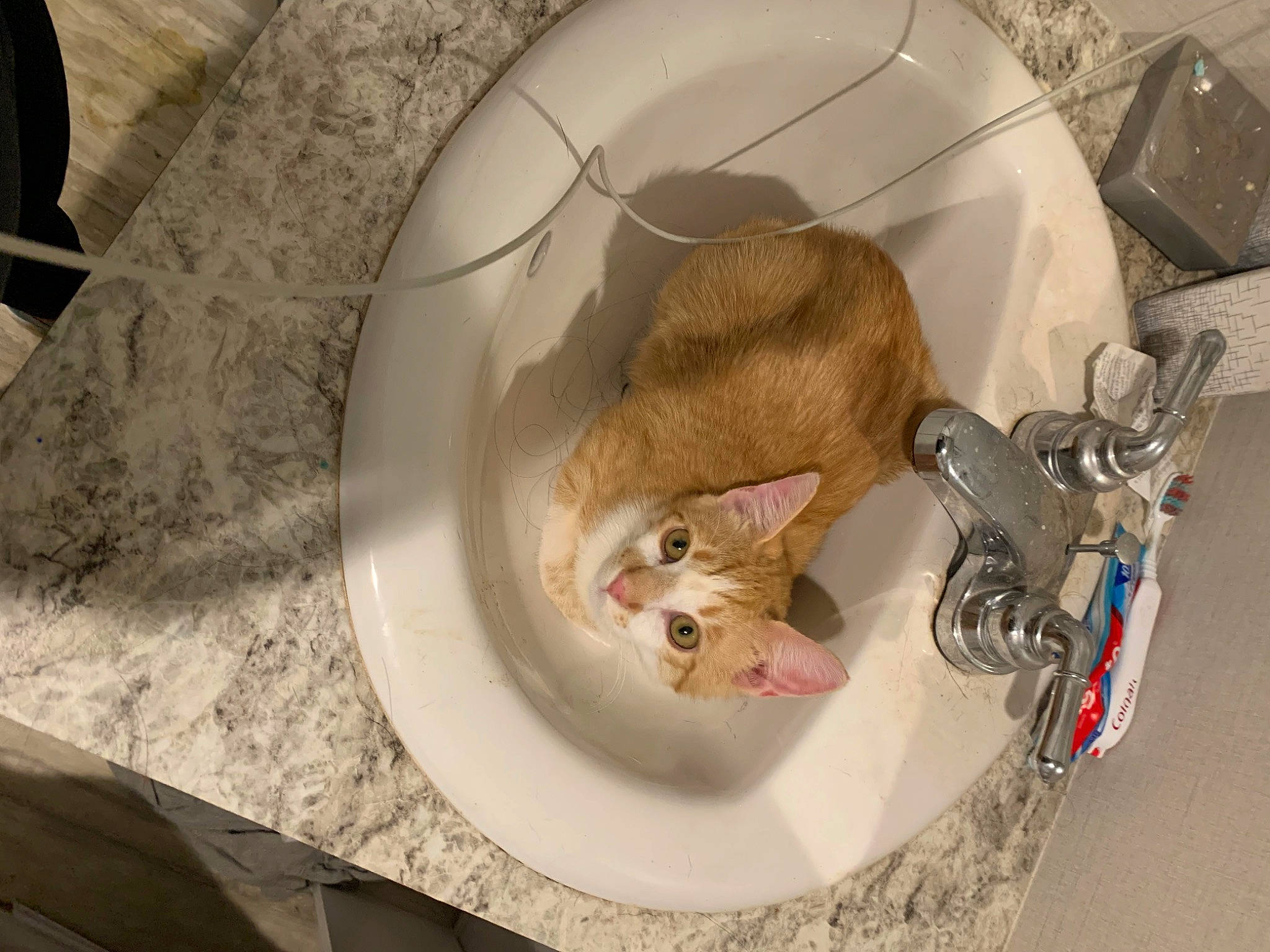 Mango joined the competition — help win amazing prizes! carnivore, cat, cat_bed, comfort, domestic_short_haired_cat, fashion_accessory, fawn, felidae, flooring, fur, jewellery, linens, paw, room, small_to_medium_sized_cats, table, tail, teddy_bear, whiskers, wood