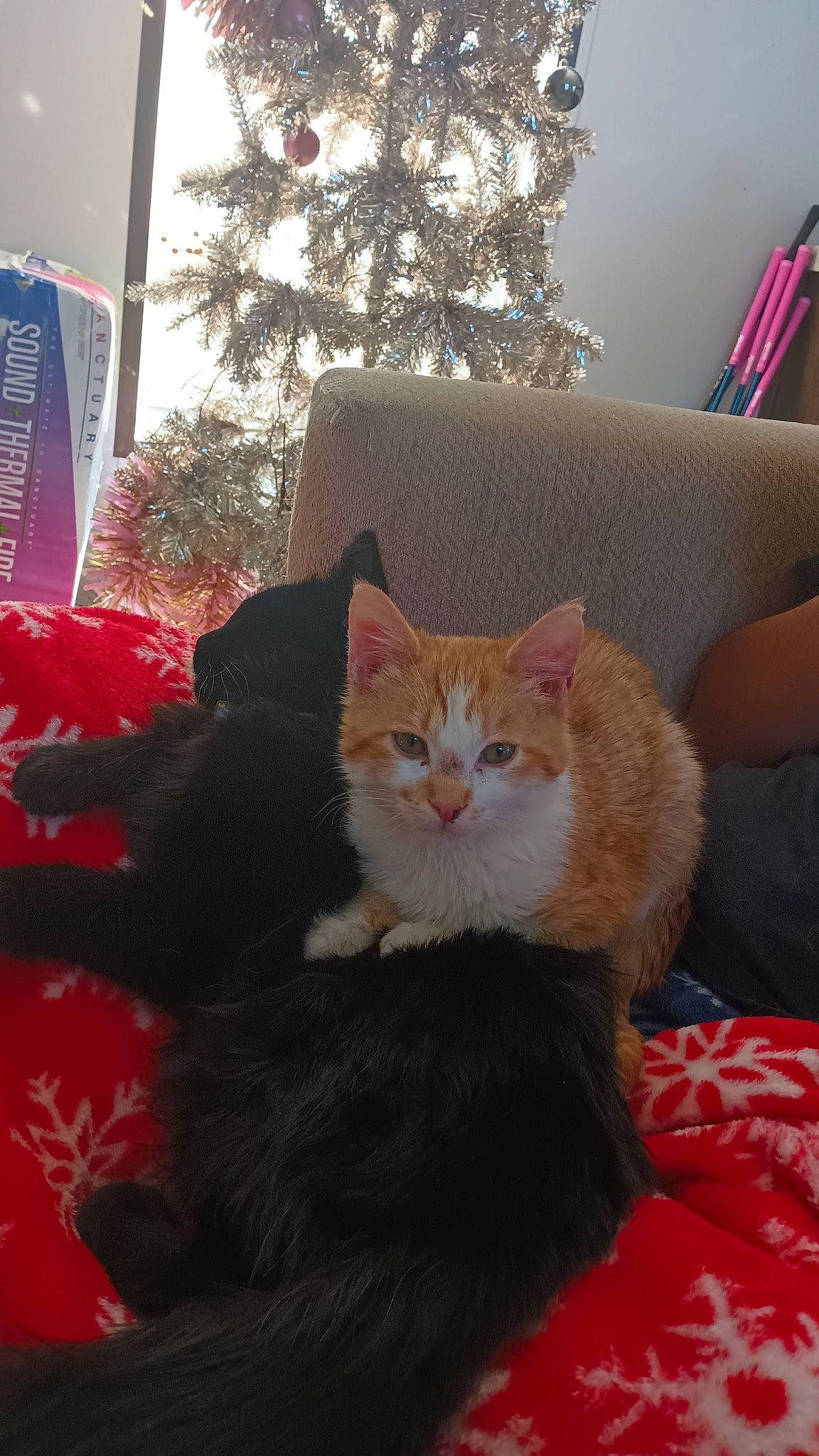 Mango joined the competition — help win amazing prizes! carnivore, cat, christmas, christmas_decoration, christmas_ornament, christmas_tree, comfort, event, fawn, felidae, holiday_ornament, lap, ornament, small_to_medium_sized_cats, tail, tree, whiskers, white, window, wood