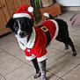 dog, black_and_white, santa_hat, santa_outfit, holiday, festive, pet, indoor, tile_floor, cute, costume, animal, christmas, fur, standing, tail, ears, looking, portrait, domestic