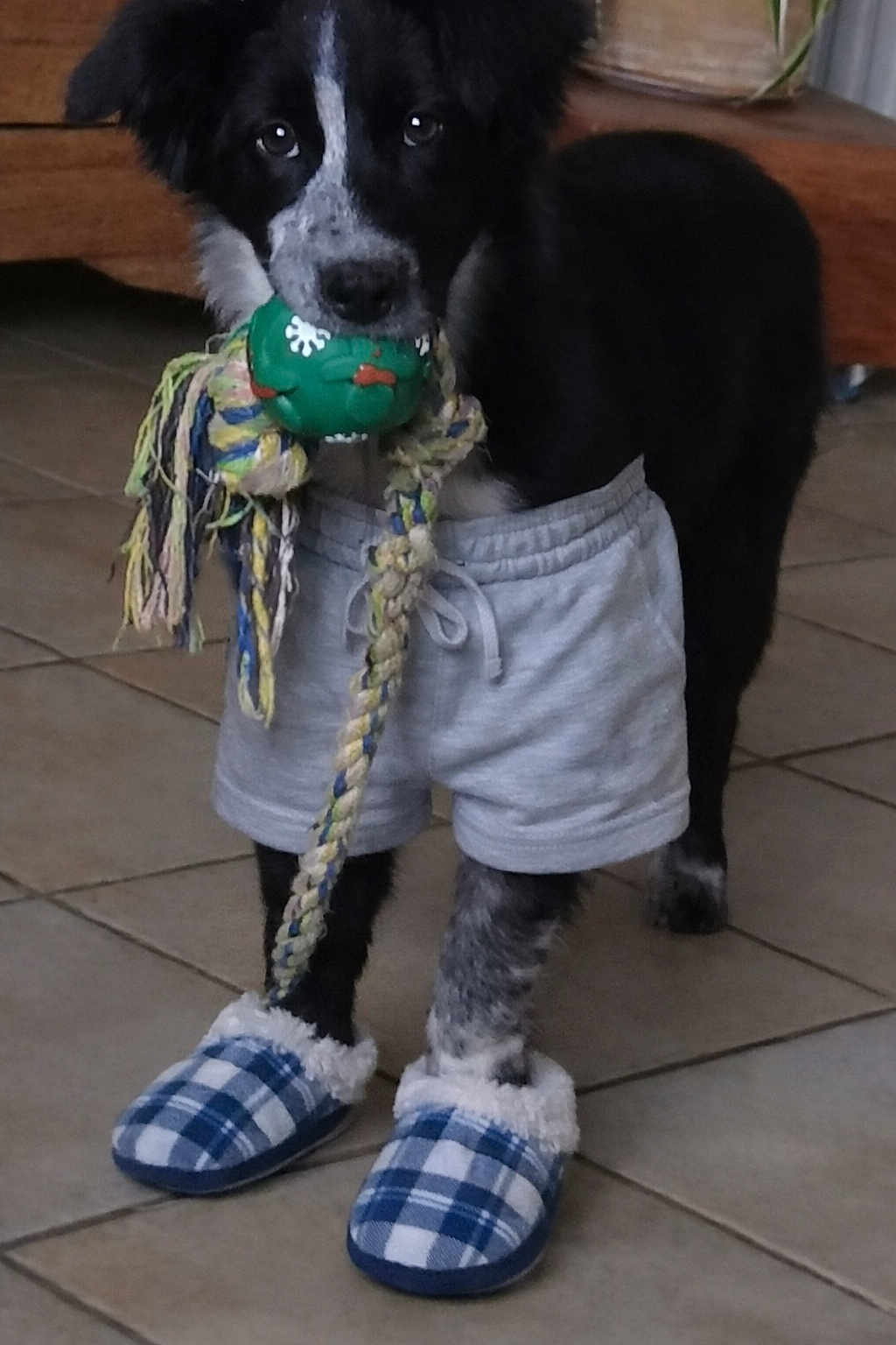 Alma a rejoint le concours — aidez-le/la à gagner de superbes lots ! dog, black_and_white, shorts, slippers, toy, rope_toy, indoor, tile_floor, pet, playful, cute, animal, domestic_animal, furniture, canine, household, footwear, funny, costume, standing