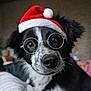 Alma participe au concours pour gagner de l'argent avec cette photo : dog, black_and_white, glasses, santa_hat, pet, cute, indoor, close_up, portrait, animal, fur, nose, whiskers, eyes, holiday, christmas, costume, mammal, domestic_animal, friendly