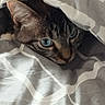 blanket, blue_eyes, cat, close_up, comfort, cozy, curious, cute, face, feline, fur, gray, hidden, indoor, pet, resting, snug, tabby, whiskers, white