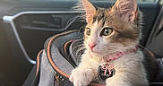 Chai joined the competition — help win amazing prizes! kitten, cat, pet, carrier, car, window, collar, tag, fur, whiskers, curious, indoor, transport, sunlight, side_mirror, seat, zipper, pink, closeup, young