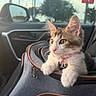 kitten, cat, pet, carrier, car, window, collar, tag, fur, whiskers, curious, indoor, transport, sunlight, side_mirror, seat, zipper, pink, closeup, young
