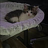 Chai is registered to the contest to win money with this photo: kitten, cat, cat_bed, indoor, pet, furniture, wooden_floor, computer_desk, keyboard, technology, cozy, plush, resting, animal, cute, domestic, small, young, fur, eyes