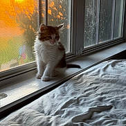 Chai joined the competition — help win amazing prizes! kitten, cat, windowsill, window, sunset, sunlight, indoor, pet, feline, fur, bedspread, screen, shadow, cozy, orange_light, young_animal, domestic_animal, resting, cute, quiet