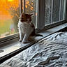kitten, cat, windowsill, window, sunset, sunlight, indoor, pet, feline, fur, bedspread, screen, shadow, cozy, orange_light, young_animal, domestic_animal, resting, cute, quiet
