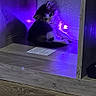 Chai is registered to the contest to win money with this photo: kitten, cat, purple_light, corner, wooden_floor, shadow, curious, small_animal, indoor, pet, fur, animal, young, sitting, cute, wall, soft_light, domestic, cozy, quiet
