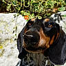 Tobby participe au concours pour gagner de l'argent avec cette photo : dog, dachshund, pet, animal, outdoor, sunlight, greenery, leafy_plants, stone_wall, portrait, looking_up, black_and_brown, speckled, fur, ears, nose, face, closeup, curious, lock_screen
