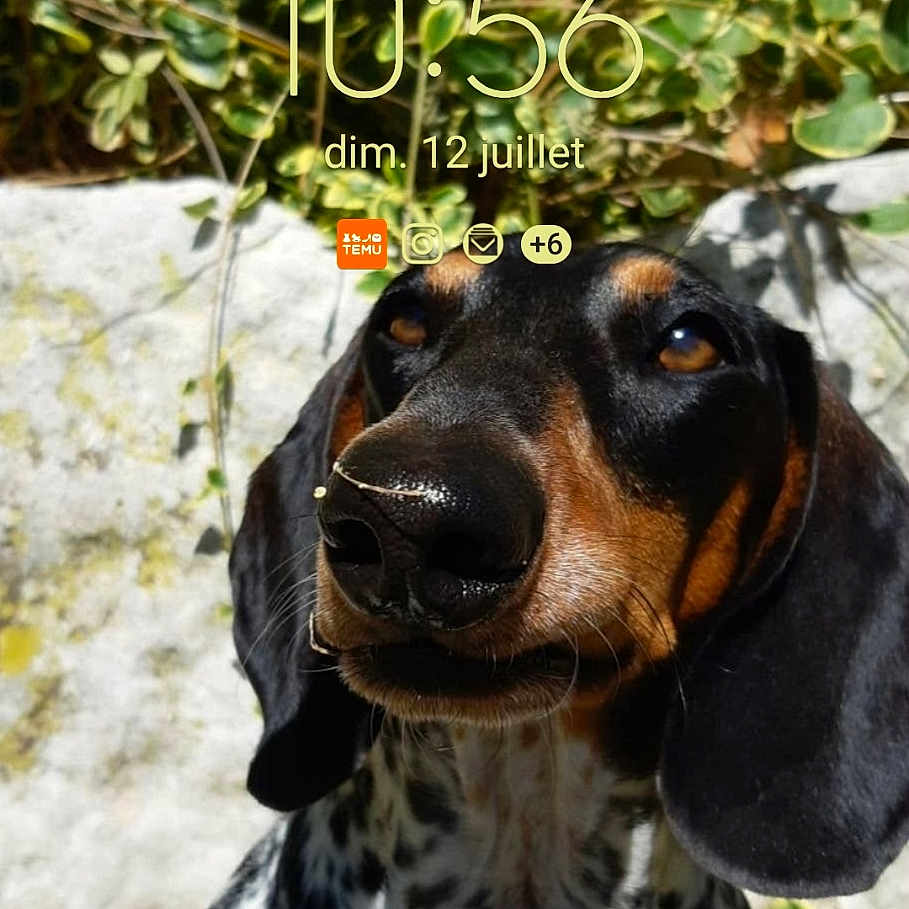 Tobby participe au concours pour gagner de l'argent avec cette photo : dog, dachshund, pet, animal, outdoor, sunlight, greenery, leafy_plants, stone_wall, portrait, looking_up, black_and_brown, speckled, fur, ears, nose, face, closeup, curious, lock_screen