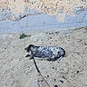 Tobby a rejoint le concours — aidez-le/la à gagner de superbes lots ! dog, leash, sand, outdoor, resting, relaxed, spotted, wall, weathered, peeling_paint, gritty, texture, nature, animal, quiet, calm, side_view, ground, daylight, urban