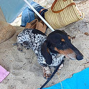 Tobby a rejoint le concours — aidez-le/la à gagner de superbes lots ! dog, dachshund, sand, beach, umbrella, shoes, bag, towel, outdoor, pet, canine, relaxing, summer, leash, brown, black, white, spotted, resting, vacation