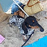 dog, dachshund, sand, beach, umbrella, shoes, bag, towel, outdoor, pet, canine, relaxing, summer, leash, brown, black, white, spotted, resting, vacation