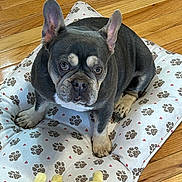 Valentina is registered to the contest to win money with this photo: adorable, animal, brown_floor, companion, cozy, cute, dog, dog_bed, domestic, ears_up, french_bulldog, heart_pattern, indoor, looking_up, paw_print_pattern, pet, plush_toy, short_hair, sitting, wooden_floor